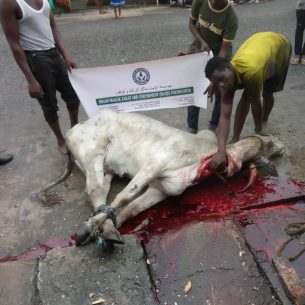 Slaughtering Of Cow for Eid